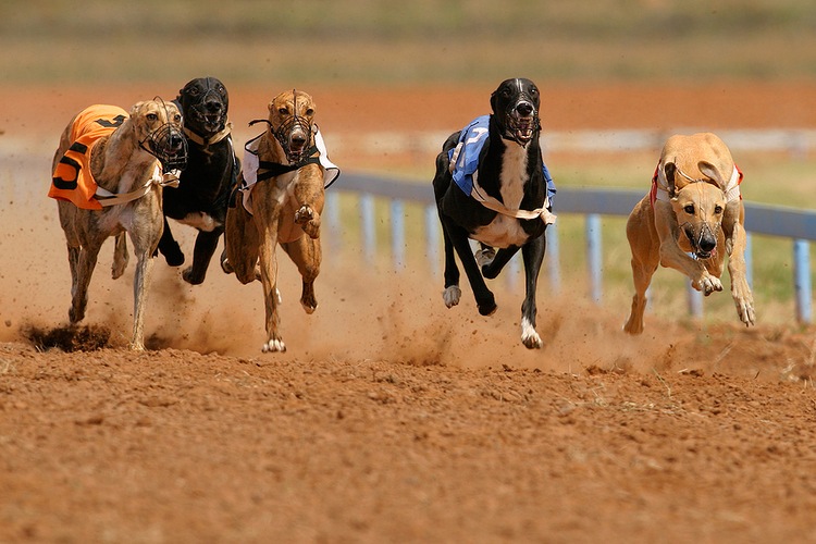 Greyhound Racing Back in Oxford